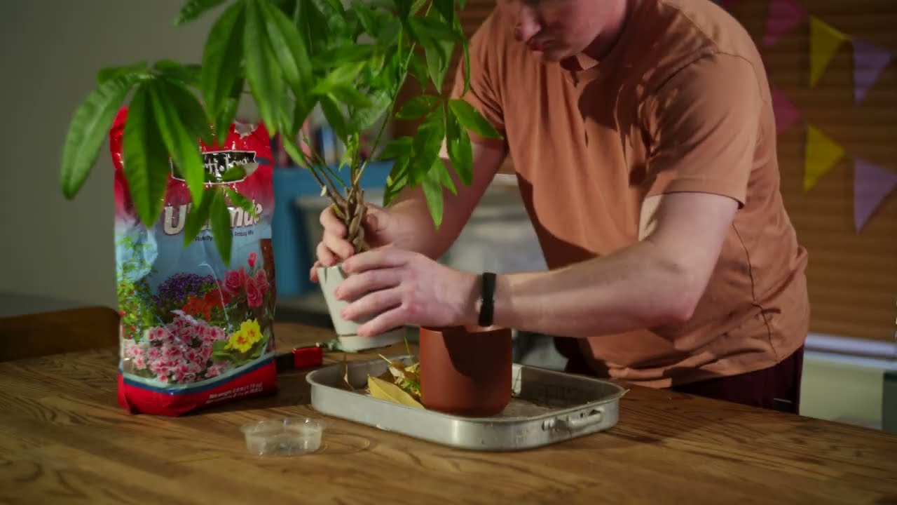 Repotting a Stressed Money Tree