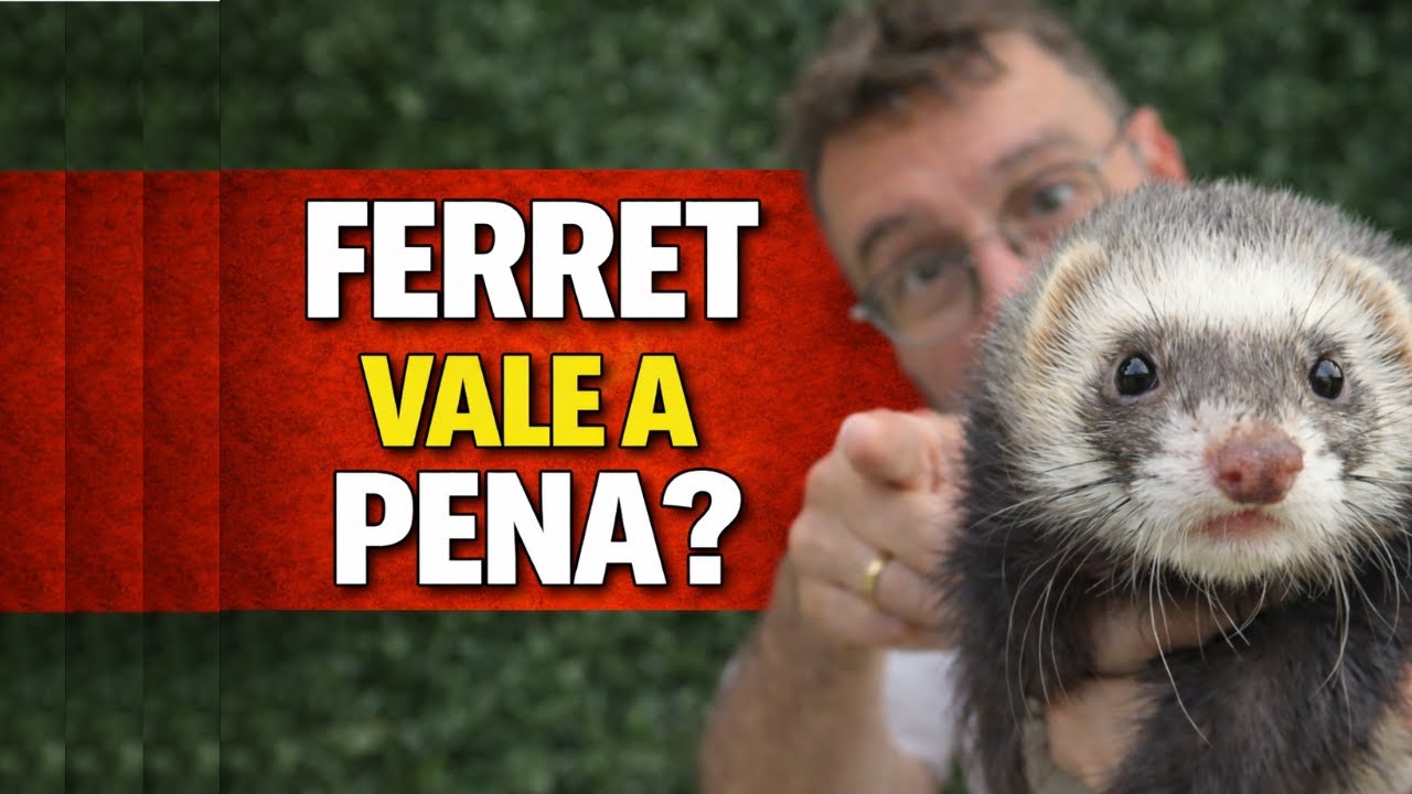 Ferret vale a pena? A verdade sobre ter um furão como Pet