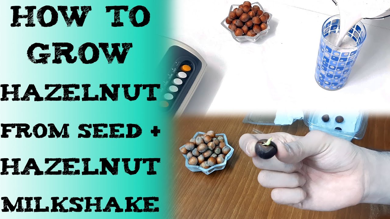 how to grow hazelnut from seed hazelnut shake 榛子种子怎么种植  綿滑的榛子奶昔 बीज से हेज़लनट का पेड़ उगाना фундук