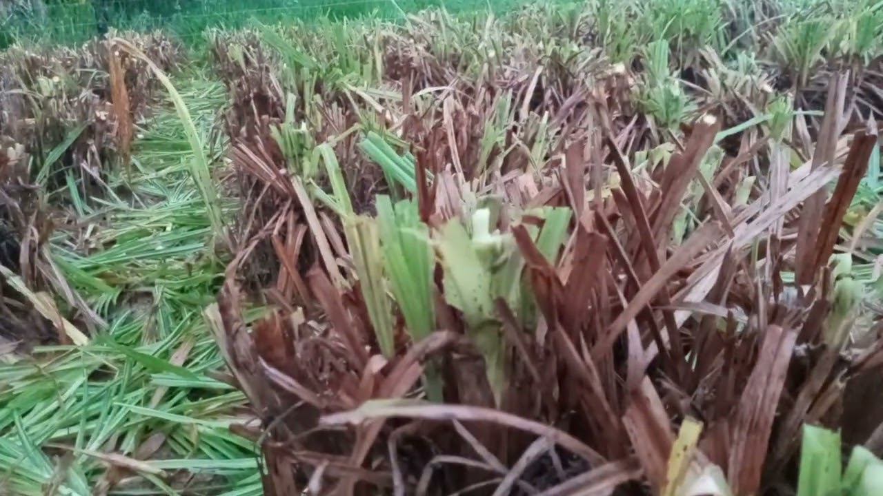 manejo do capim brs kurumim para ovinos em semi confinamento. #ovinos. #kurumi #cercaelétrica.