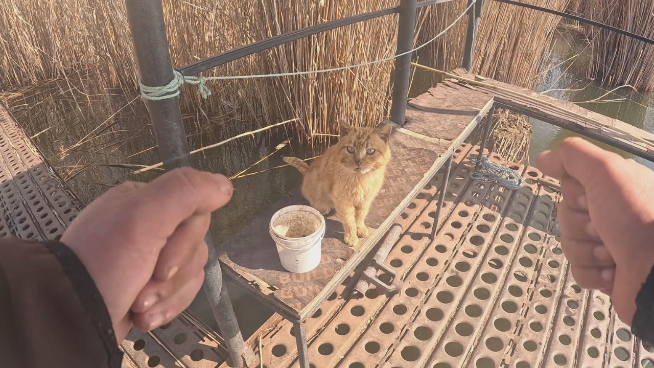 Кот не уйдёт без рыбы! Поймаю ли я бычка на червя для него?