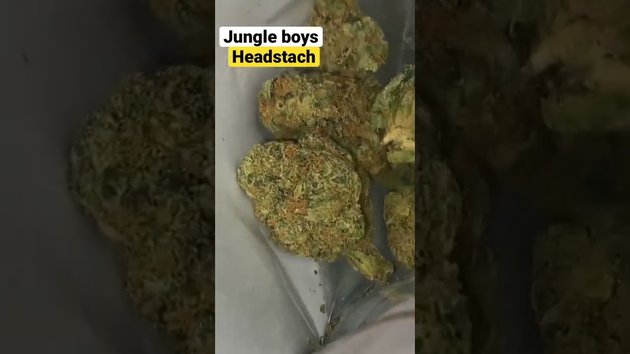 JUNGLE BOYS HEADSTACH 31% | Balaclavabuds