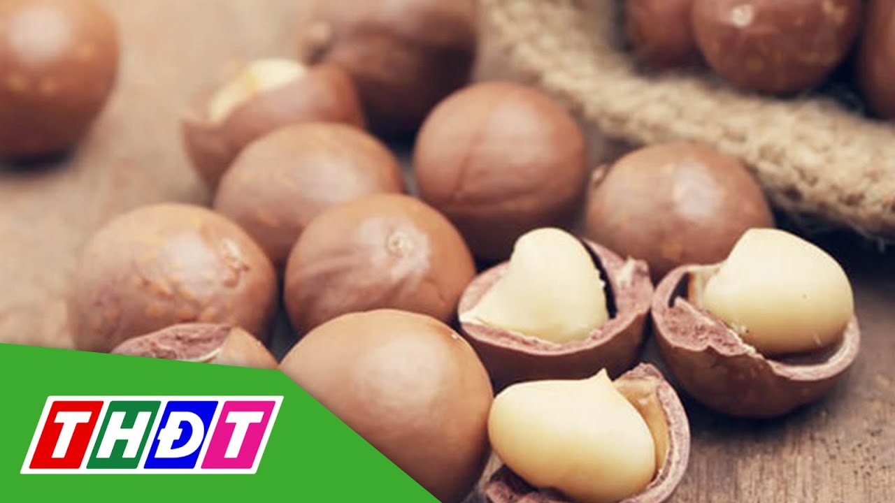 Hạt mắc ca gi&aacute; cao nhất 110.000đ 1 k&yacute; | THDT