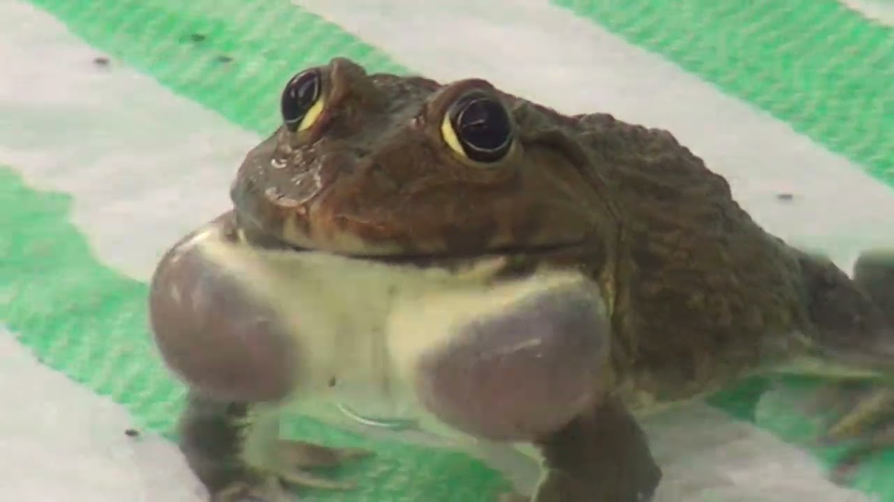 The song of a male frog in the field and the comparison of a small male frog and a large male frog