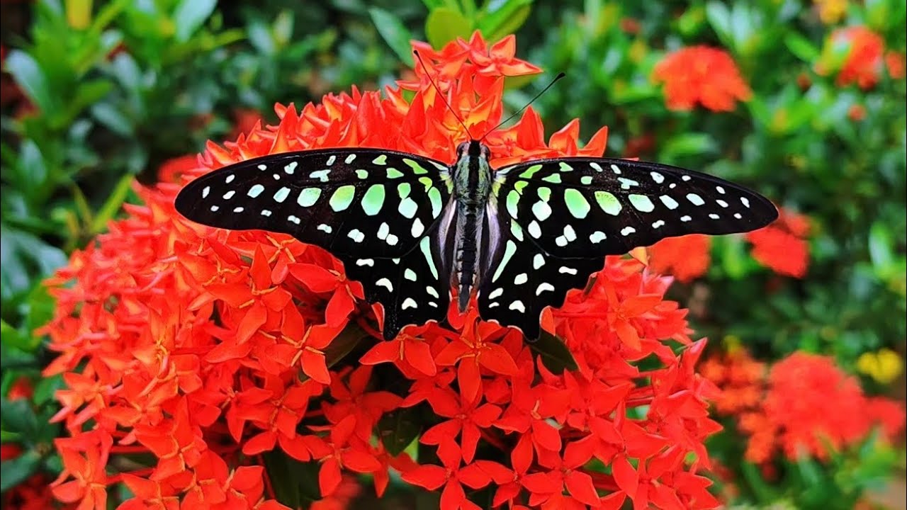 Tailed Jay Butterfly Transformation | Relaxing Nature Video
