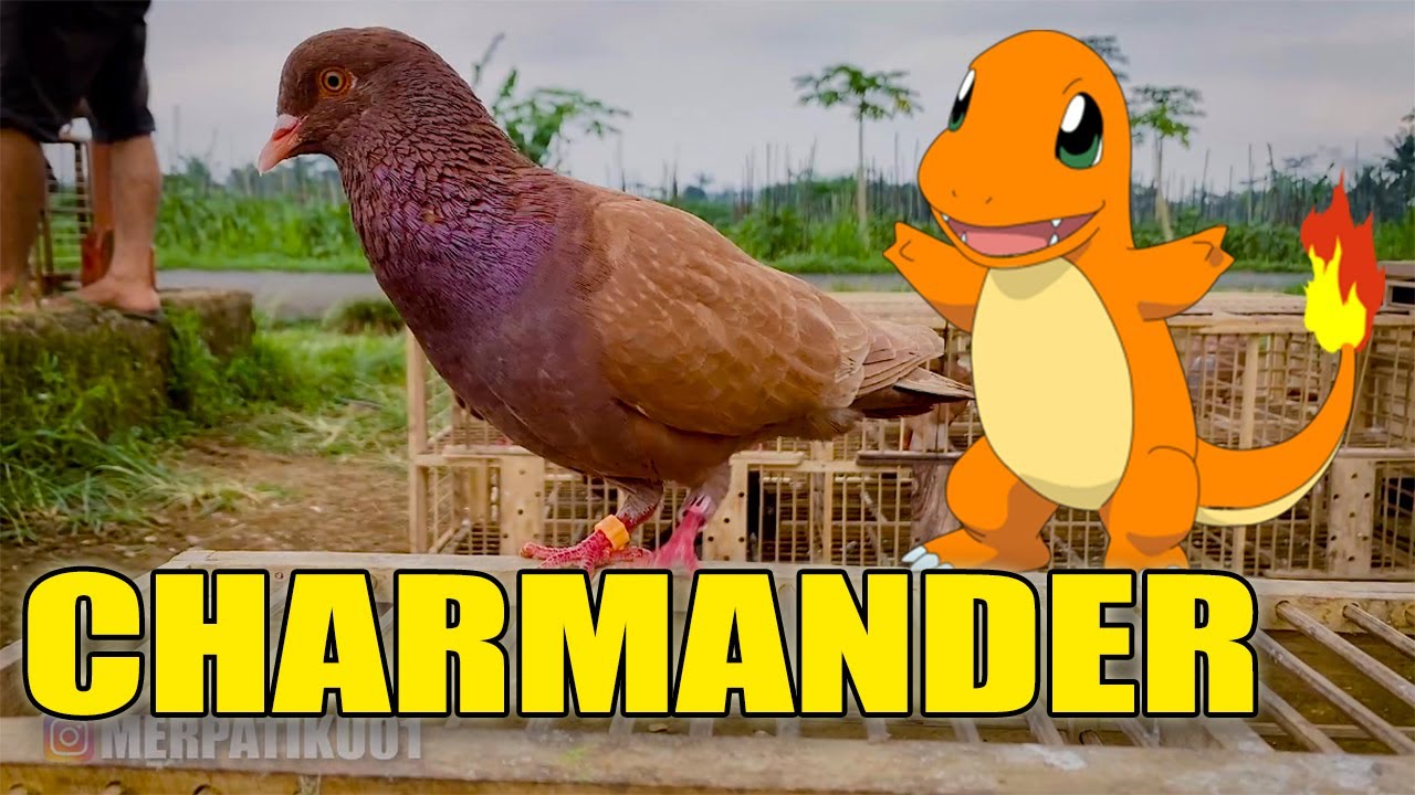 CHARMANDER OTW GANTI BAJU