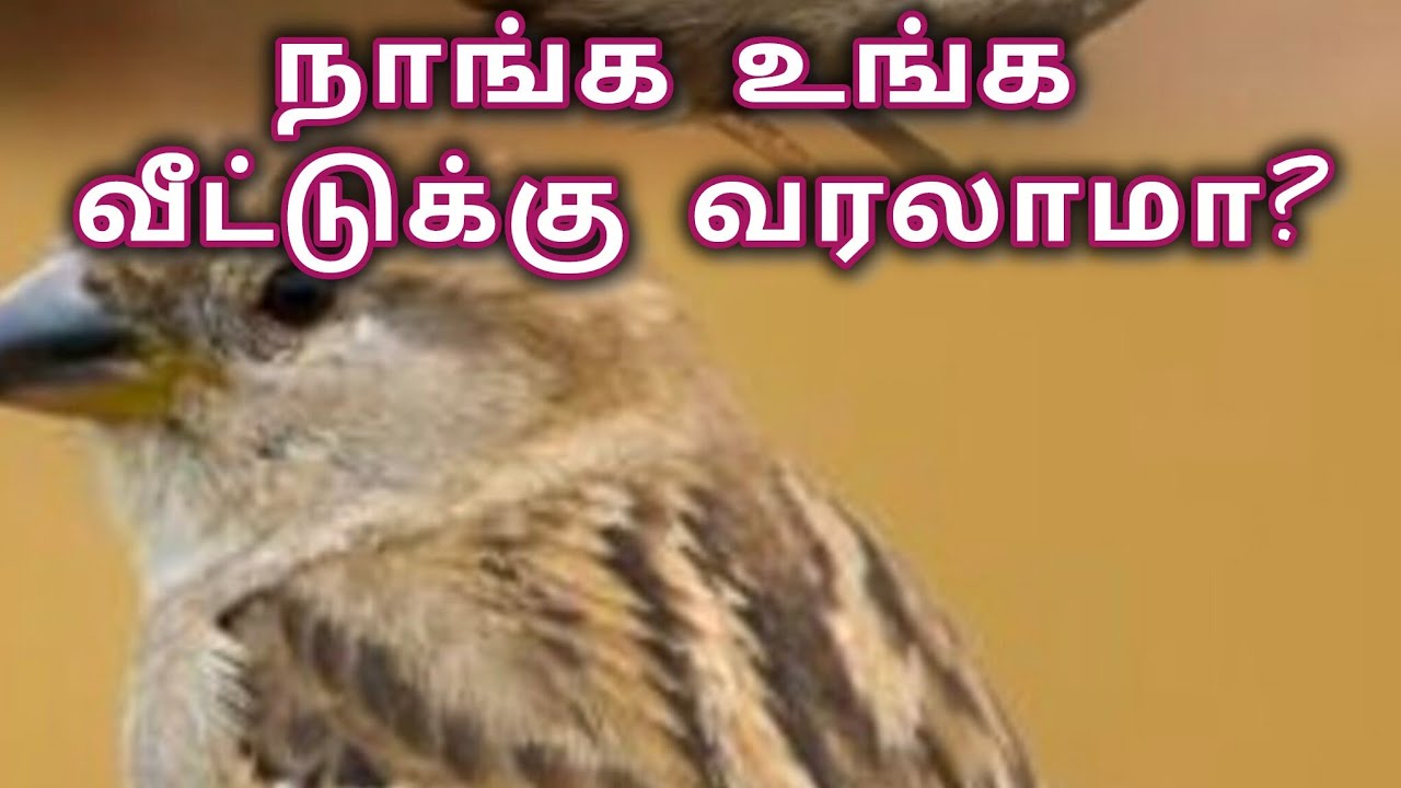 சிட்டுக்குருவிகளின் அழகிய வாழ்க்கை பற்றி தெரிஞ்சுக்கலாமா? #birds #nature #housesparrows 