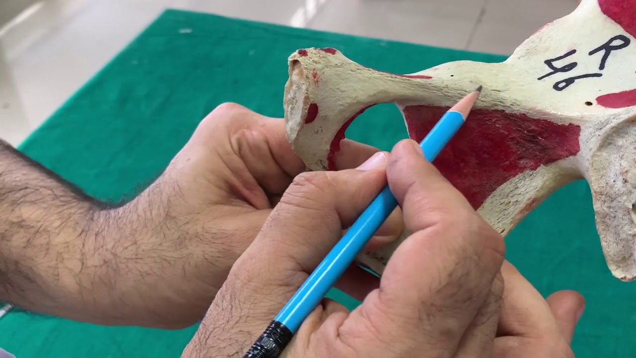 Osteology of Hip bone Part 2