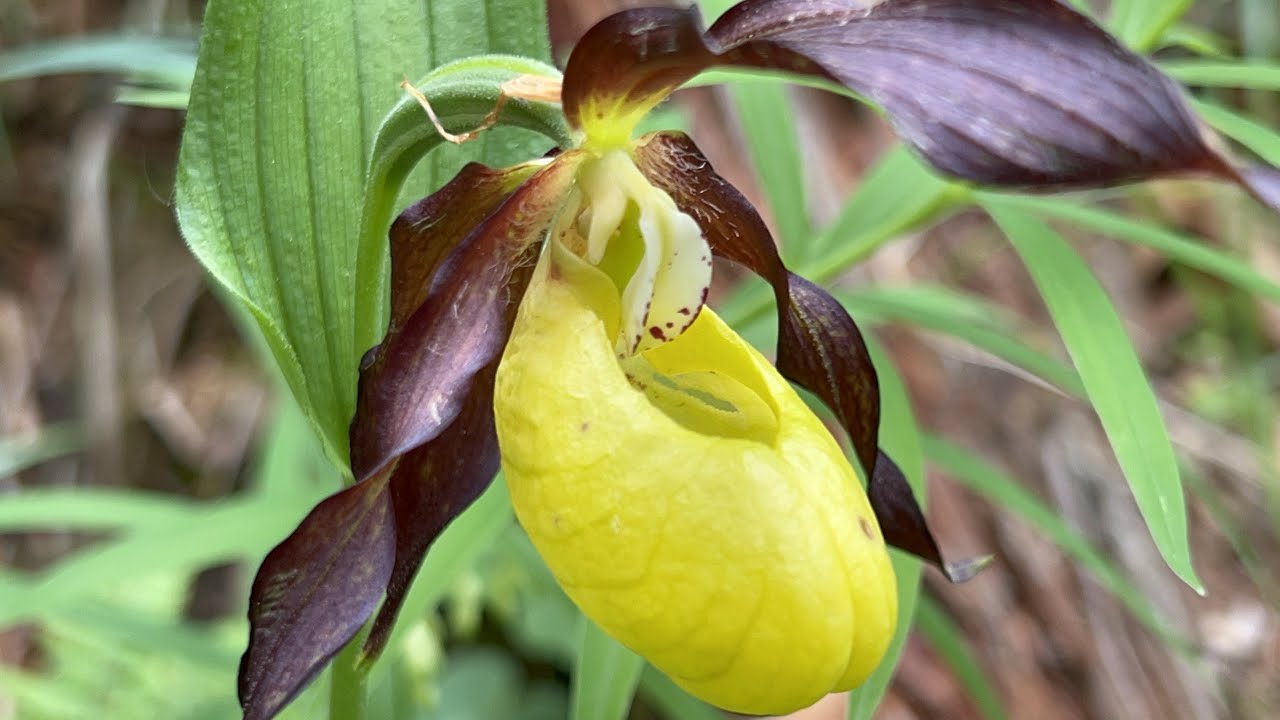 Hinterstein [Wildes Wasser - Wilde Blumen - Wilde Orchideen] (26. Mai 2022)