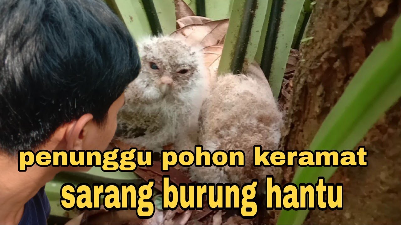 burung hantu bersarang di pohon keramat