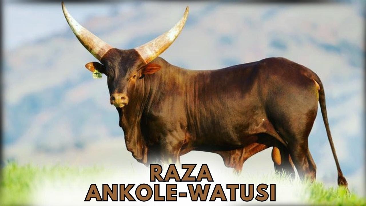 Raza de ganado Ankole Watusi  Características, origen y usos