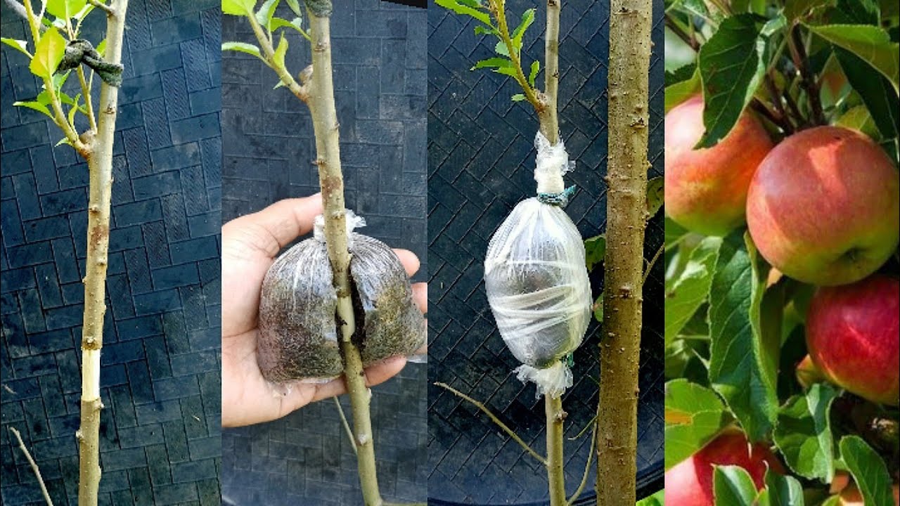 PAANO MAG MARCOTTE O AIR LAYERING NG MANSANAS O APPLE, FOR BEGINNERS
