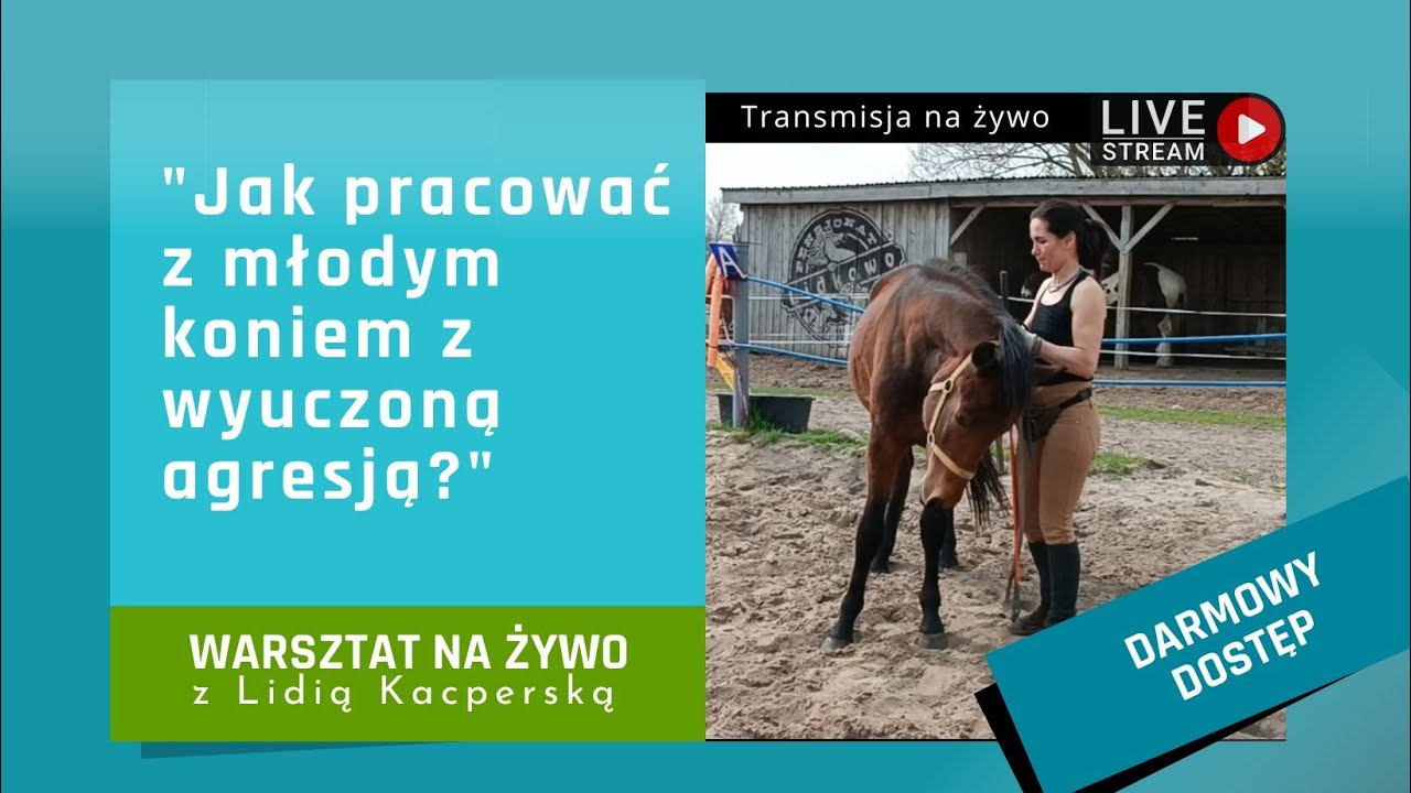 LIVE: Jak pracować z młodym koniem z wyuczoną agresją? Trening na żywo z Lidią Kacperską
