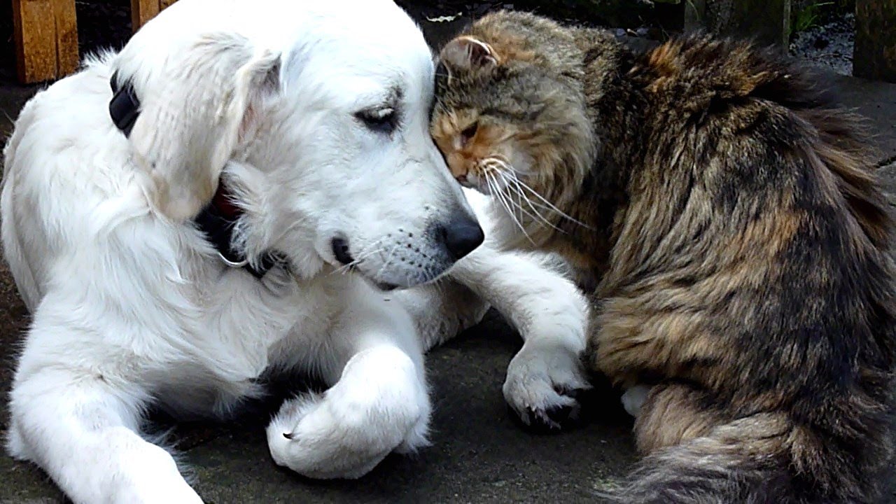Cat Loves Cutest Golden Retriever Puppy 2: The End of the Affair?
