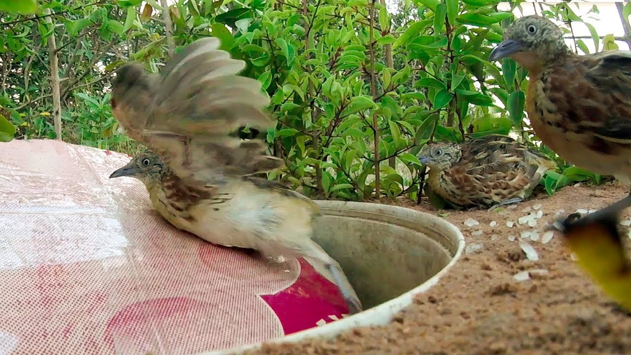 Impresionante trampa rápida para pájaros usando un cubo de plástico y un agujero profundo