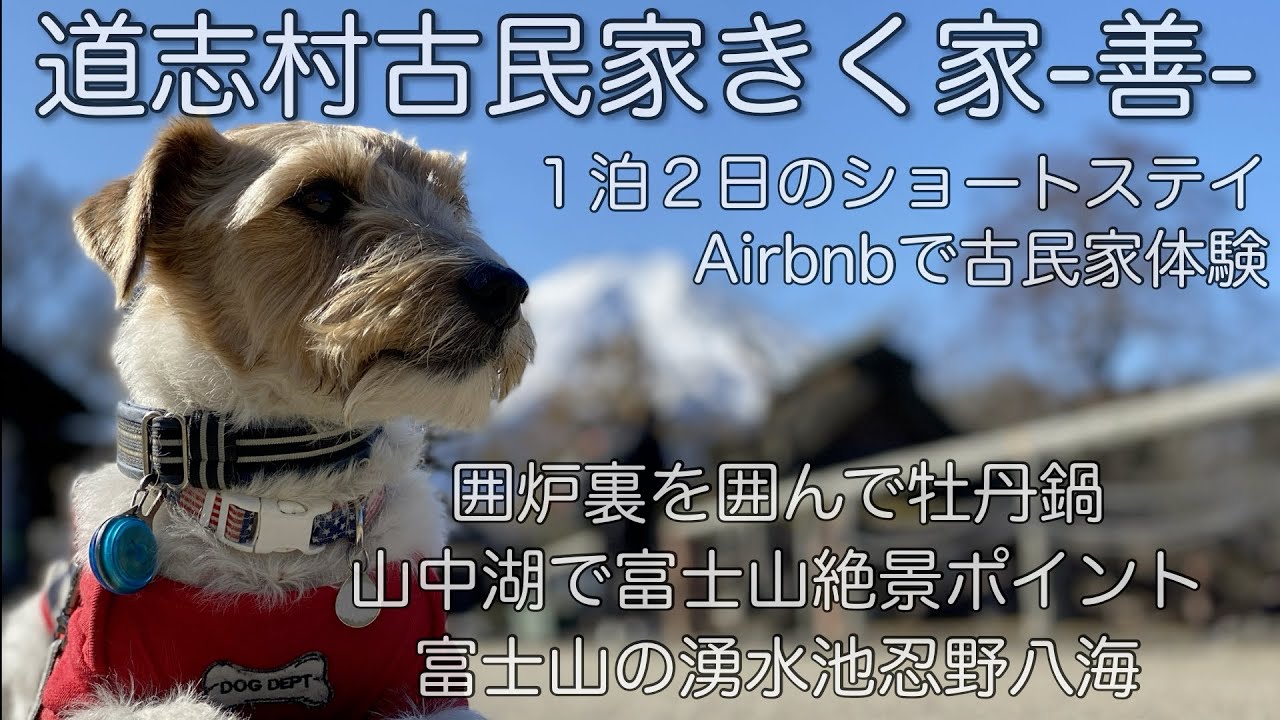 ジャックラッセルテリアJake きく家-善- 古民家に泊まろう！　ニャンズはまたまたお留守番#ジャックラッセルテリア #きく家善
