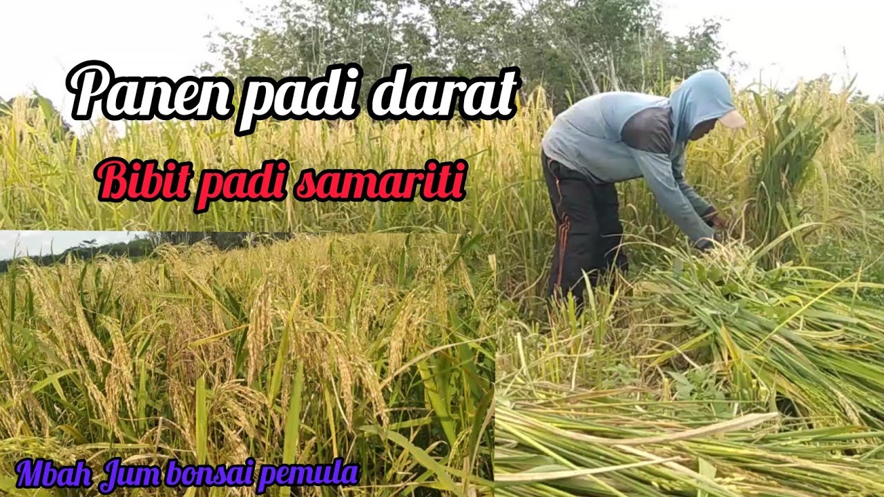 panen padi darat bibit samariti