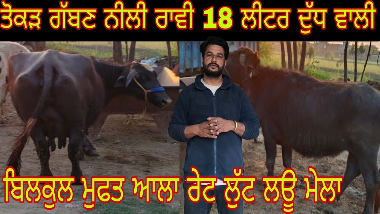 ਫ਼ੋਨ 90417,96783 ਮੀਣੀ ਝੋਟੀ ਤੋਕੜ ਗੱਬਣ 18 ਲੀਟਰ ਦੁੱਧ ਵਾਲੀ ਬਿਲਕੁੱਲ ਮੁਫਤ ਲੁੱਟ ਲਓ ਮੇਲਾ #chennal subscribe#