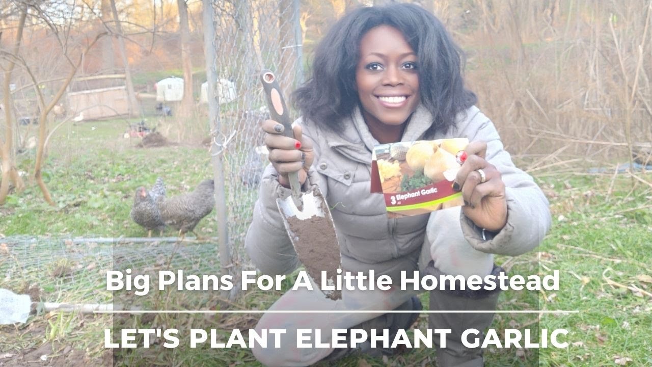 Big Dreams For A Small Homestead & Some Garlic Planting Tips