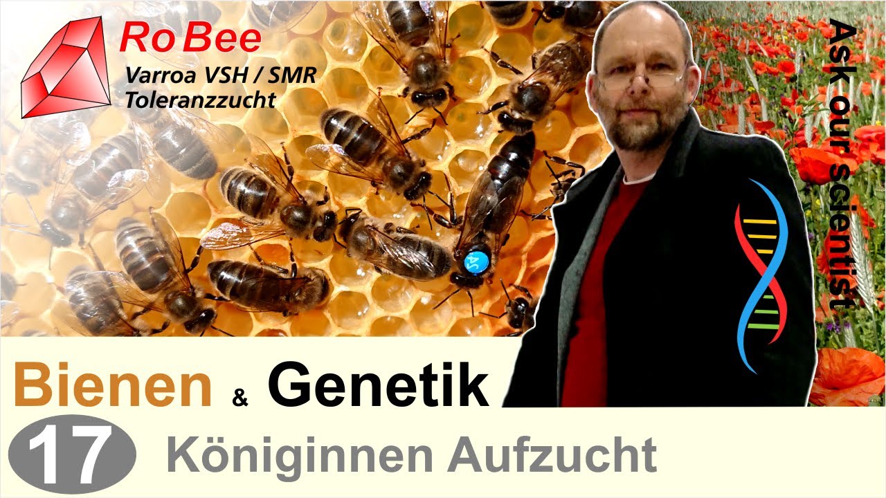 17) Königinnen aufziehen, Zuchtstoff angebrütete Königinnenzellen, der Weg zur besten Bee Queen