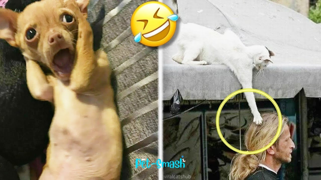 FUNNIEST Pet Fails of 2025!!! 🤣🤣 (PART 1)
