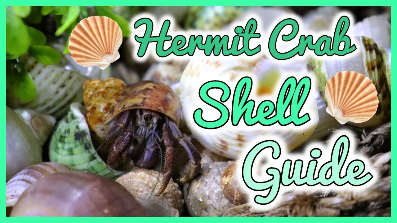 Hermit Crab Shell Guide