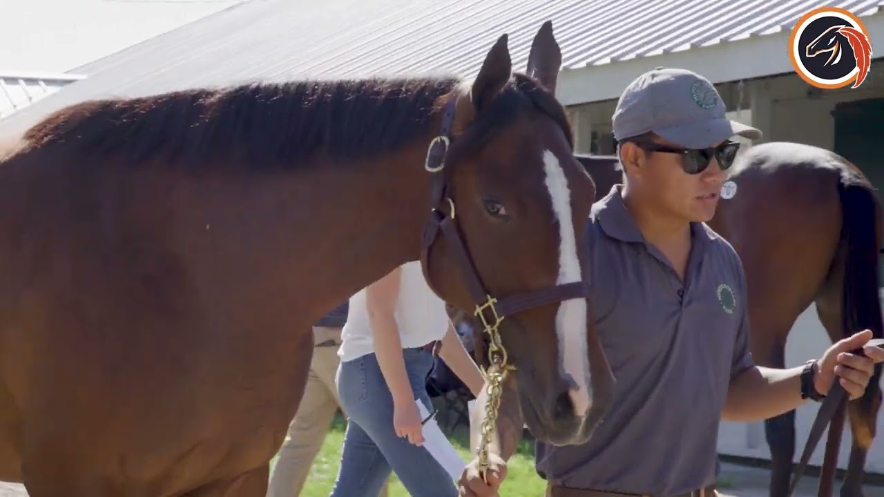 How to buy a yearling at the sales with Little Red Feather Racing