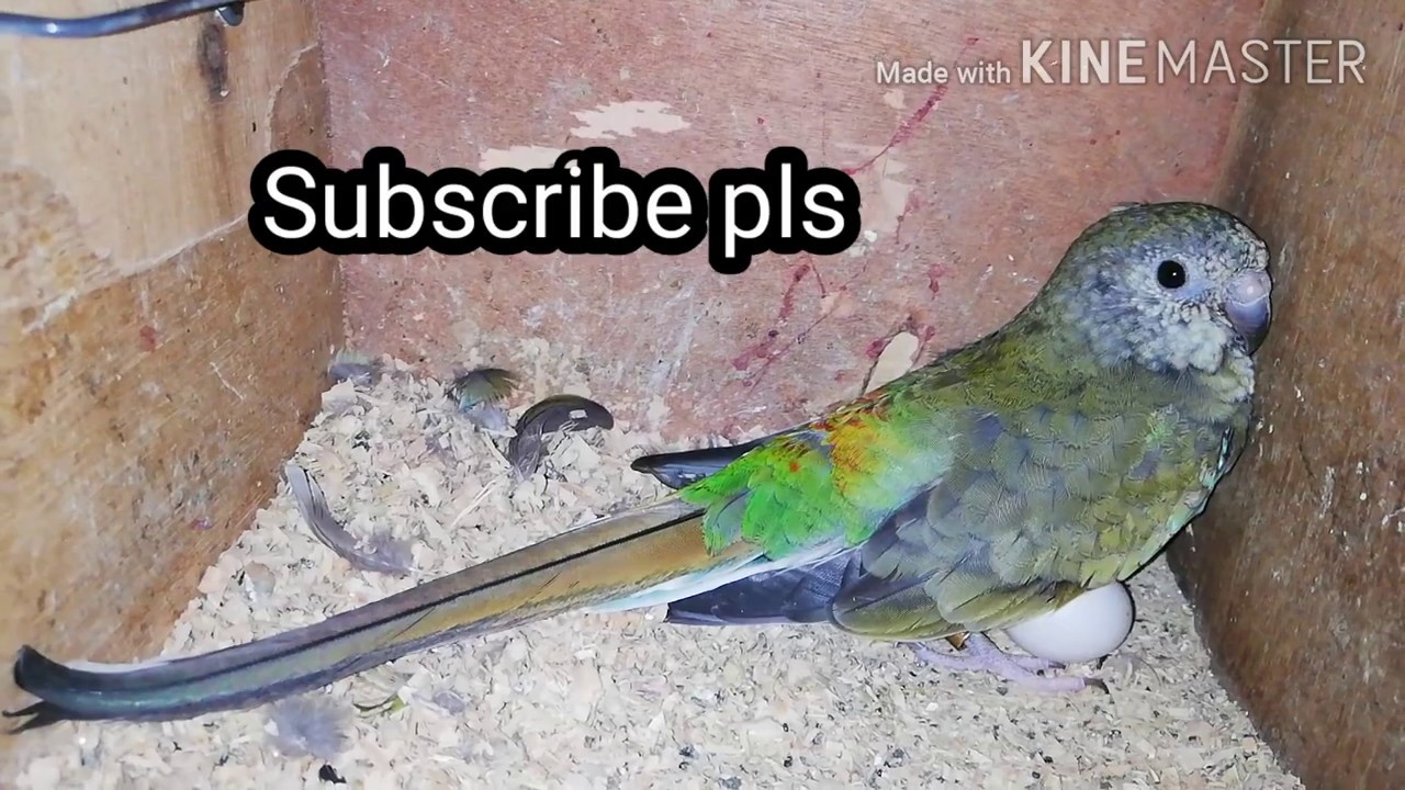 Red Rump Grass Parakeet Breeding Results