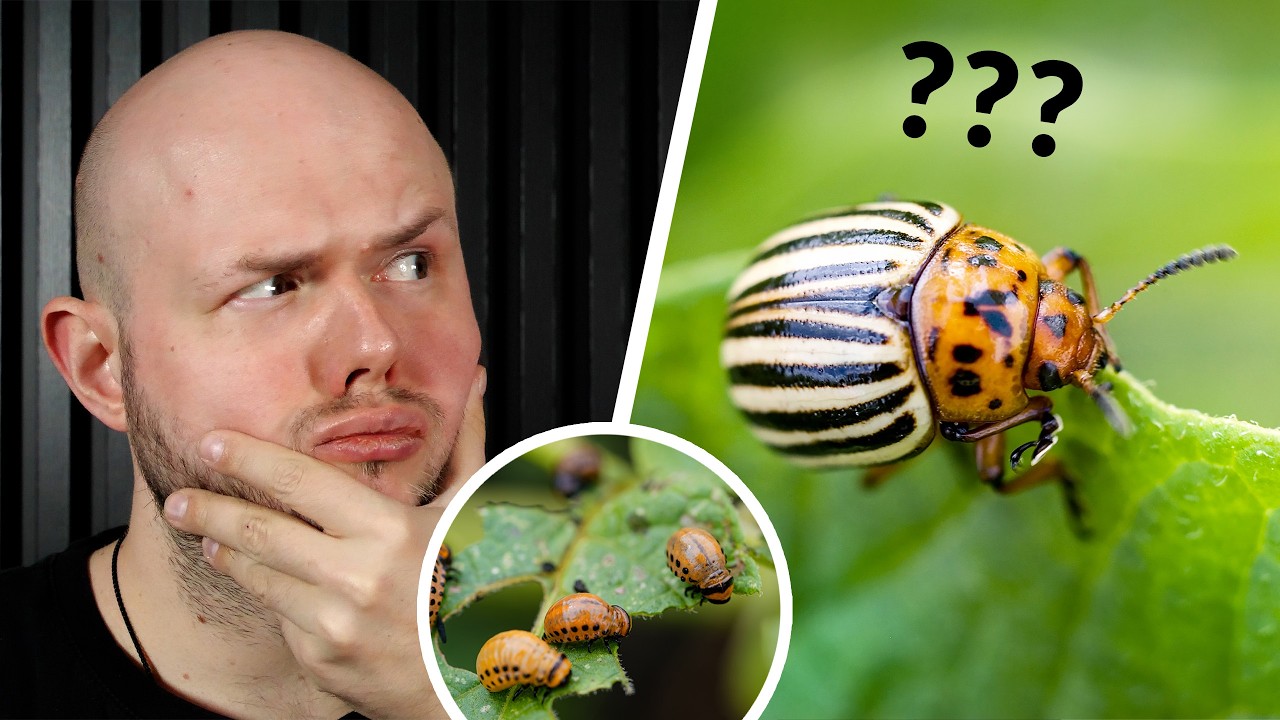 Co się stało ze stonką ziemniaczaną?