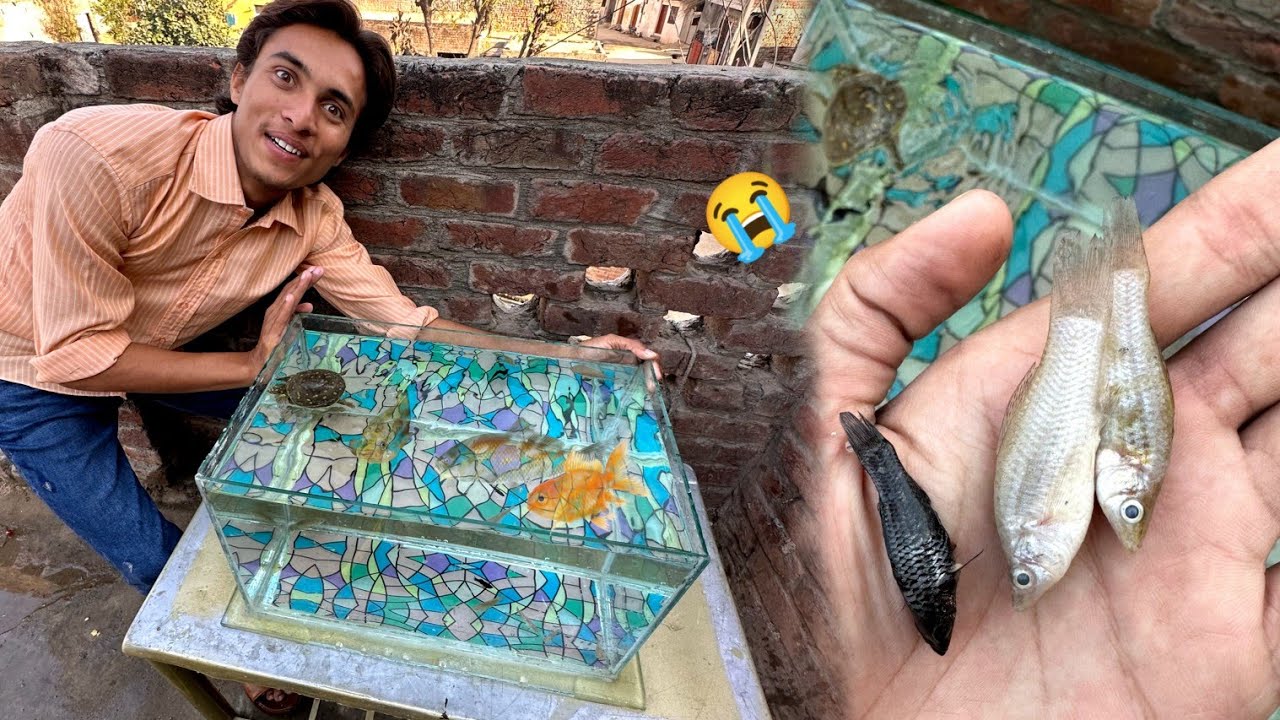 Aquarium Le Aaye Or Black Fish 🐟 Mar Gi 😭