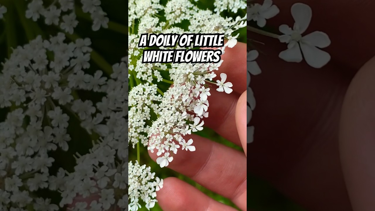 Queen Anne's Lace Flowers are Magnificent