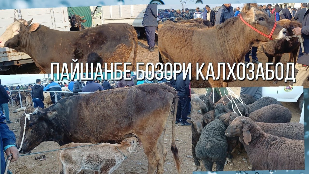 ПАЙШАНБЕ БОЗОРИ КАЛХОЗАБОД 👍 👍 