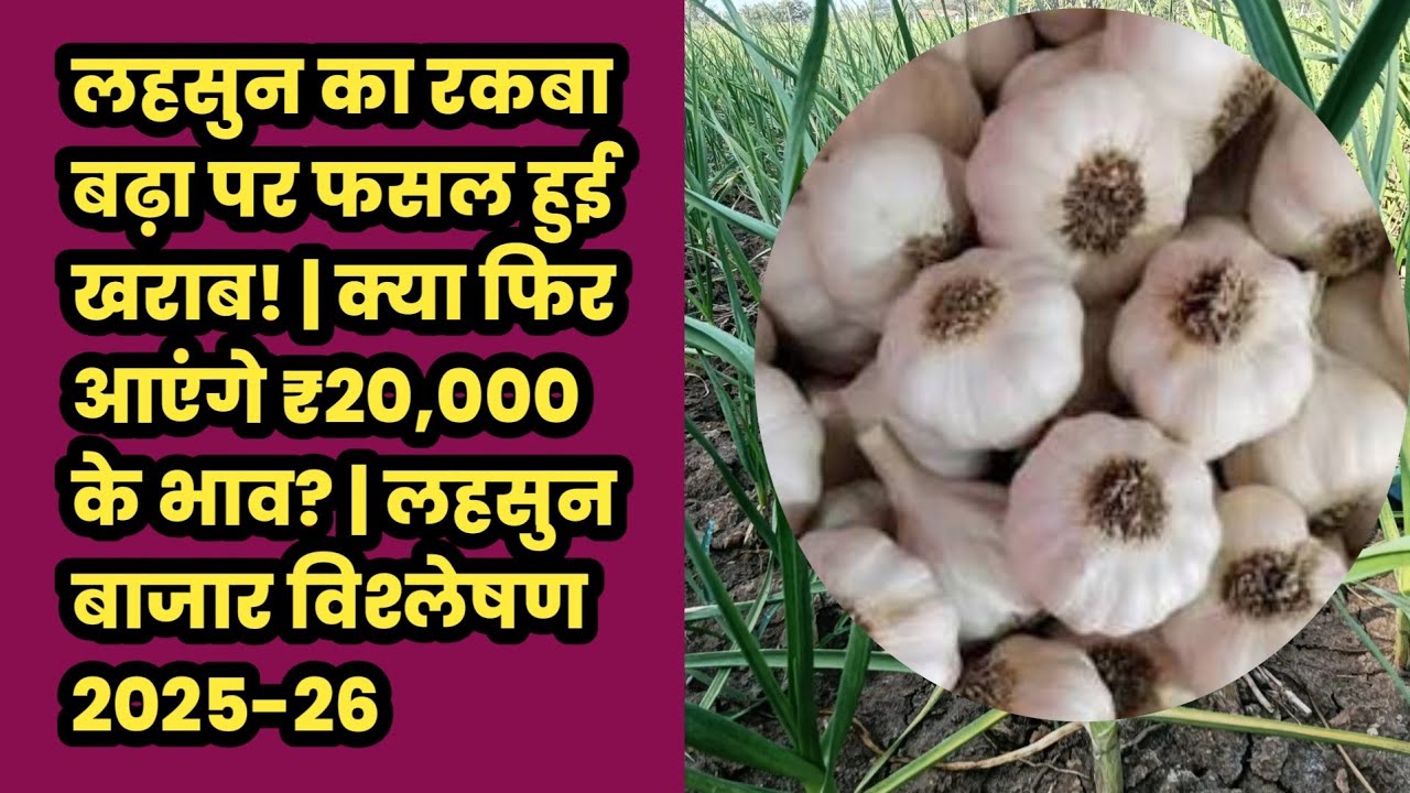 लहसुन का रकबा बढ़ा पर फसल हुई खराब! | क्या फिर आएंगे ₹20,000 के भाव? | लहसुन बाजार विश्लेषण 2025-26