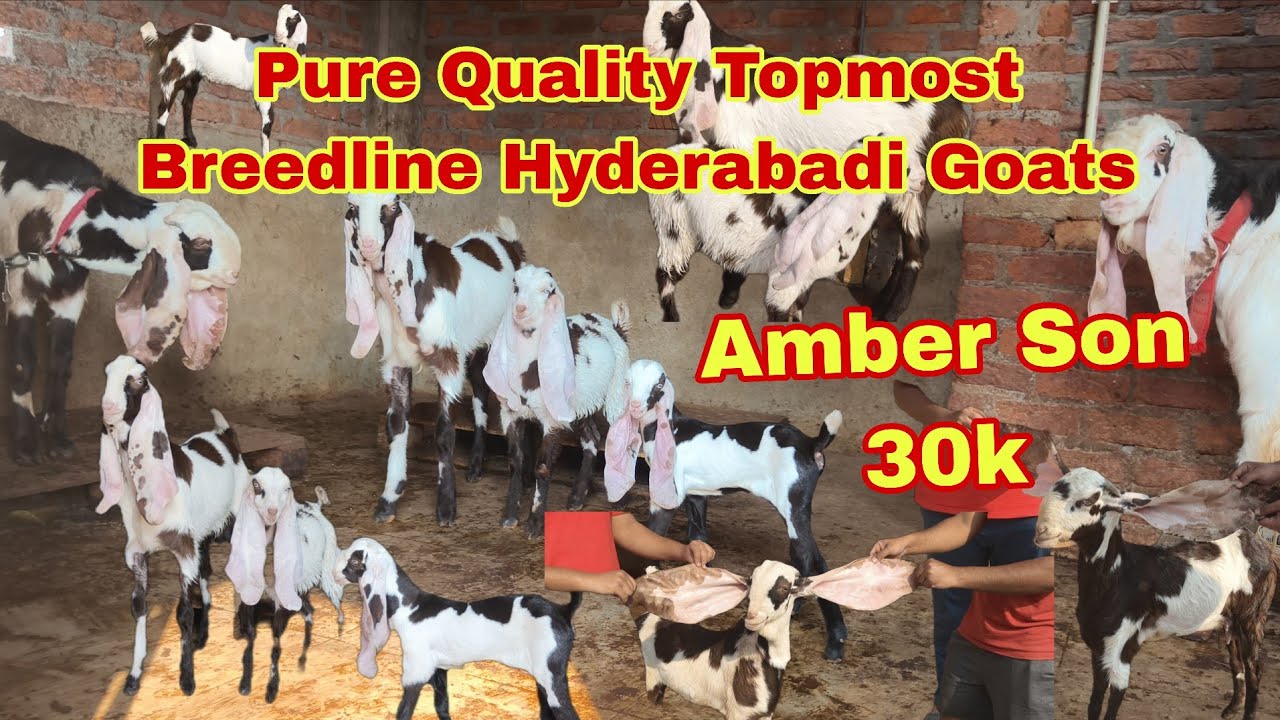 PURE AMBER LINE A-1 Quality Topmost Breedline Hyderabadi Goats Male & Female  | Direct Amber Son