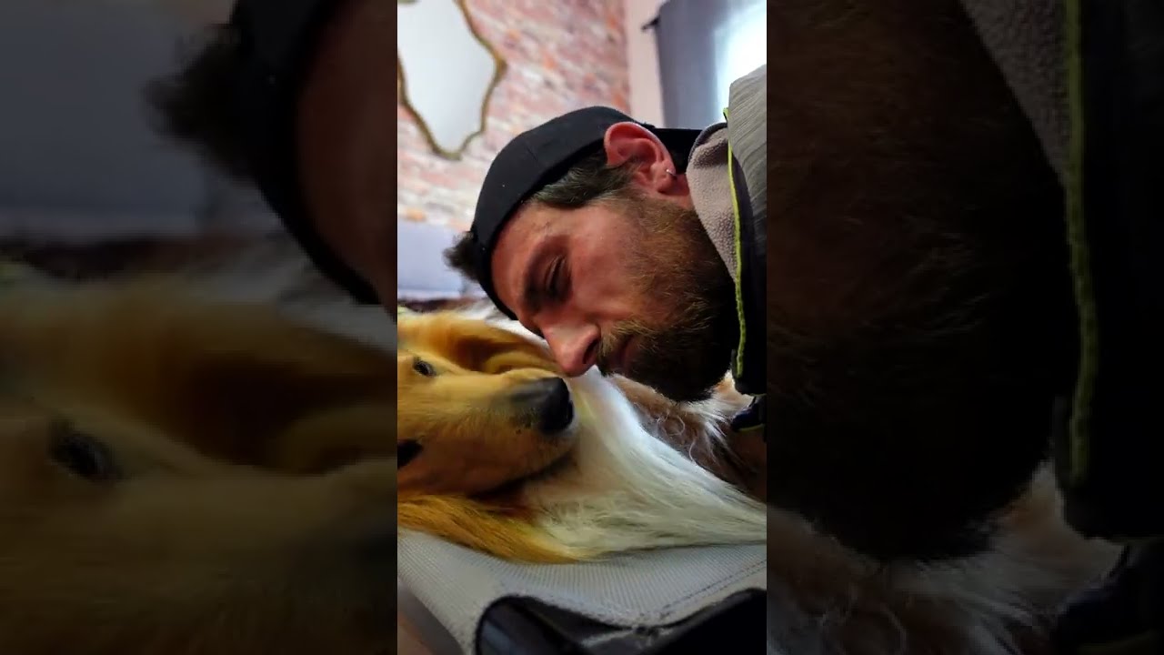 Il miglior MATERASSINO per cani - 3 motivi #Shorts