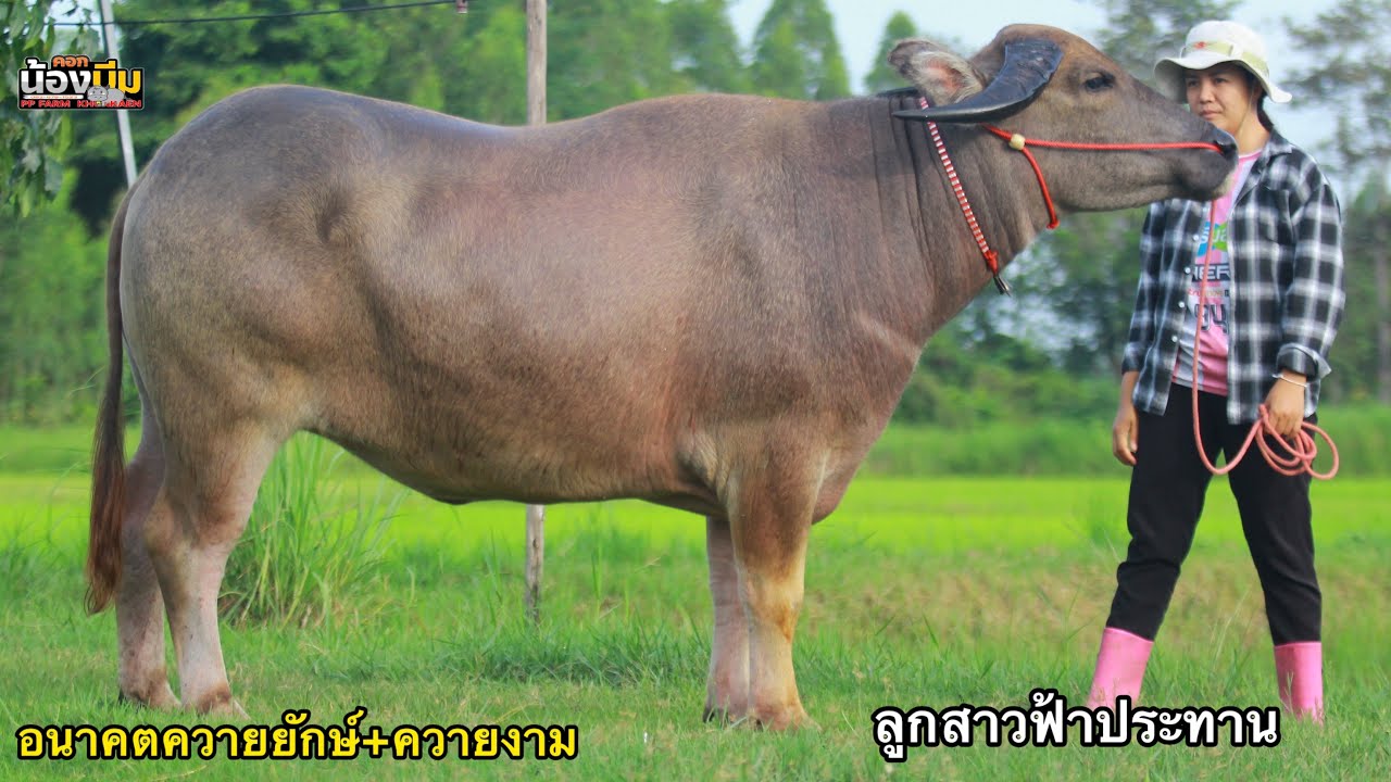 (15/7/68)แบ่งปันควายงามควายยักษ์!! ผสมคิงคอง+ลูกสาวฟ้าประทาน คอกน้องบีม ขอนแก่น☎️082-679-1523