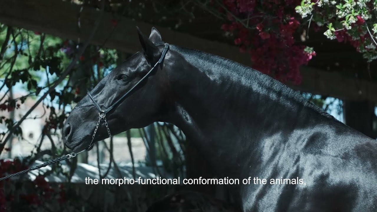 The Breeding Program: Mª Dolores Gómez.