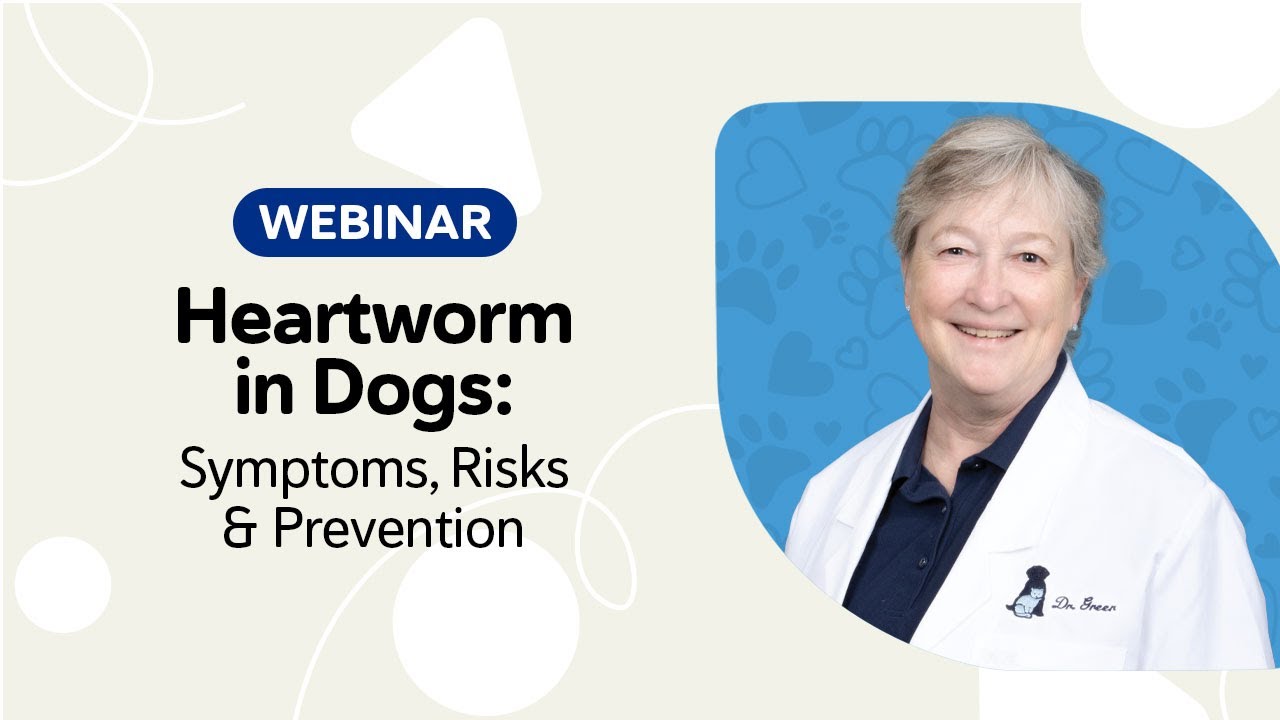 Heartworm in Dogs: Symptoms, Risks & Prevention Webinar
