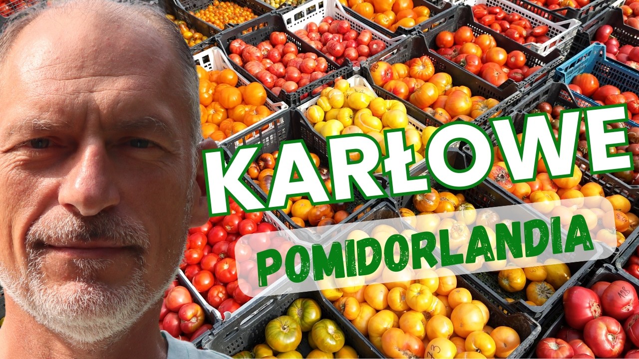 🍅 W 2025 Uprawiaj POMIDORY nawet na BETONIE (nowe odmiany KARŁOWE/DWARF)