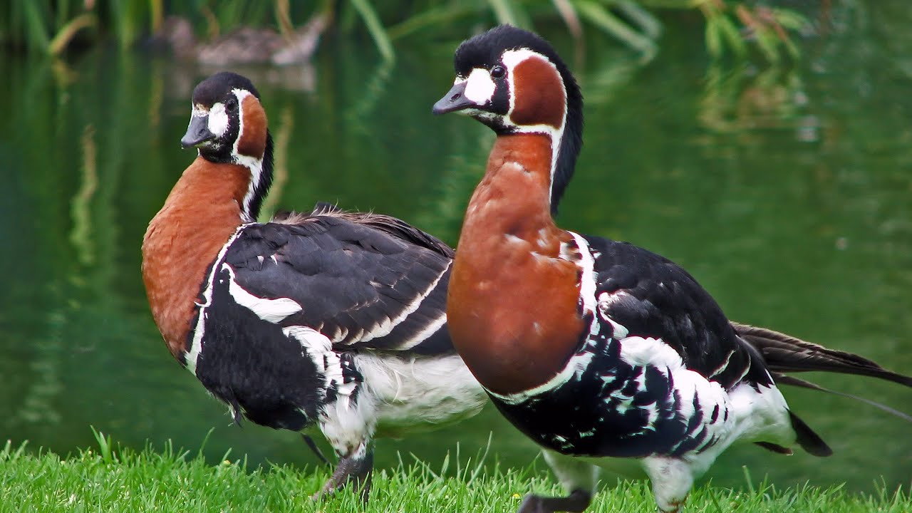 The Red breasted goose