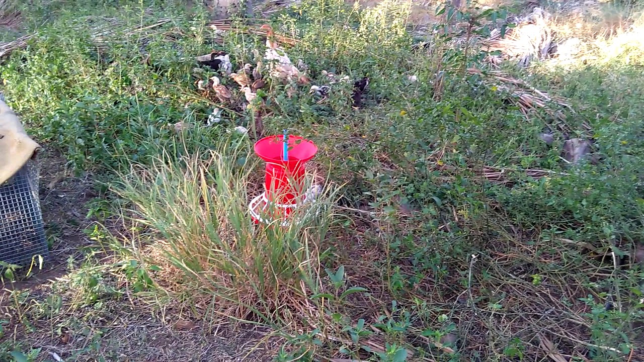 400 Free Range Country Chicken Chicks in Coconut Farm