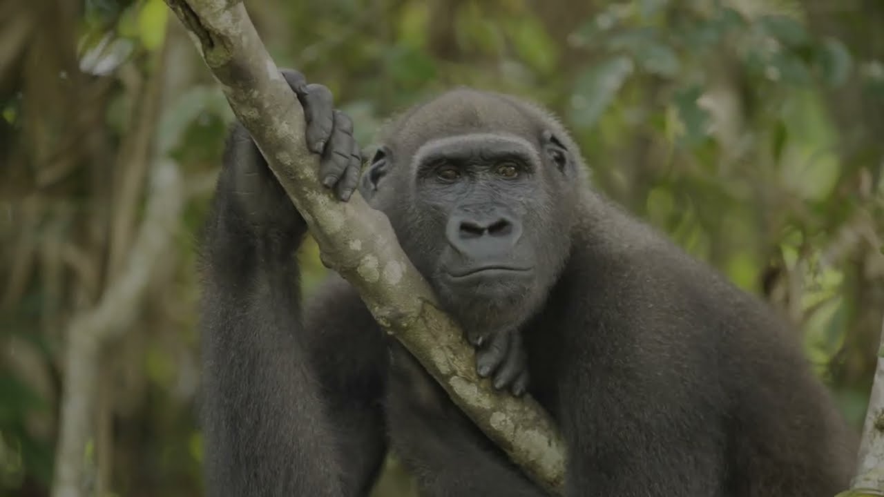 Exploration Cruise of the Congo River in December 2024 operated by Inspiration Africa.