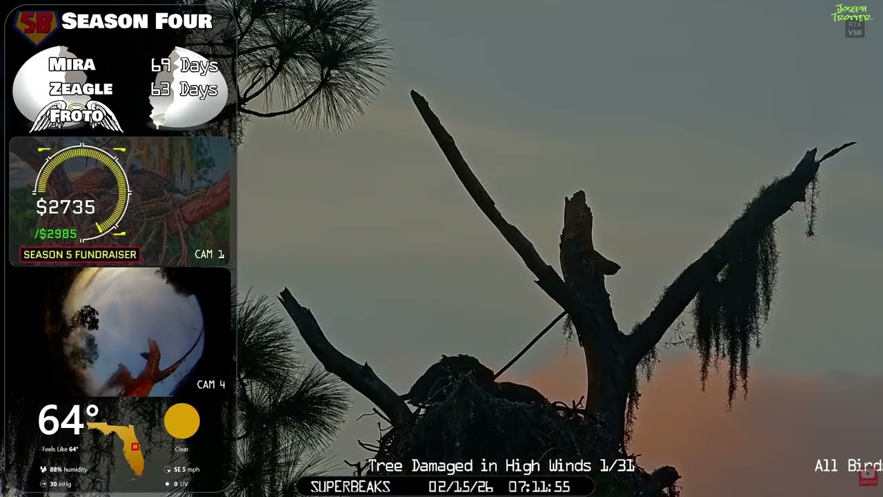 🦅Yesterday at SuperBeaks | Feb 15, 2026-Mira is 10 weeks old!🎉Eaglets wingflaps getting good lift💕
