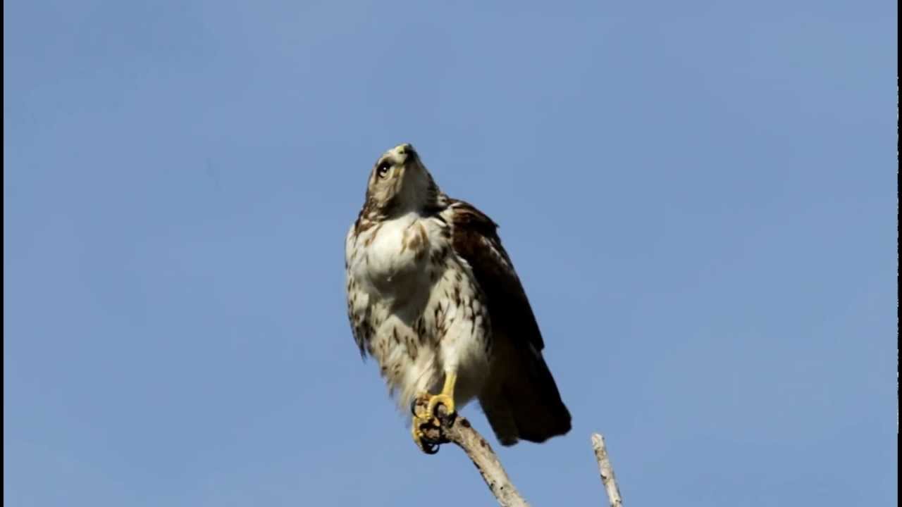 Red-tailed Hawk Calling