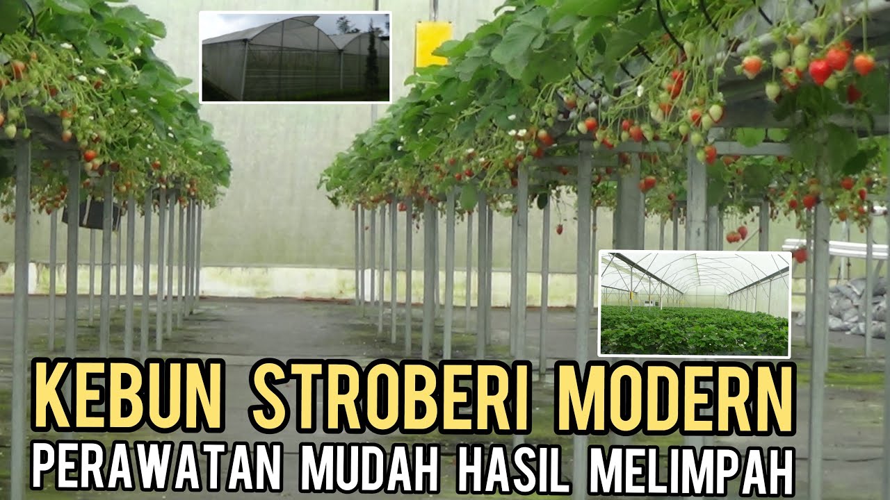 BIKIN KAGUM, KEBUN STROBERI HIDROPONIK TERBESAR || PERAWATAN MUDAH HASIL MELIMPAH