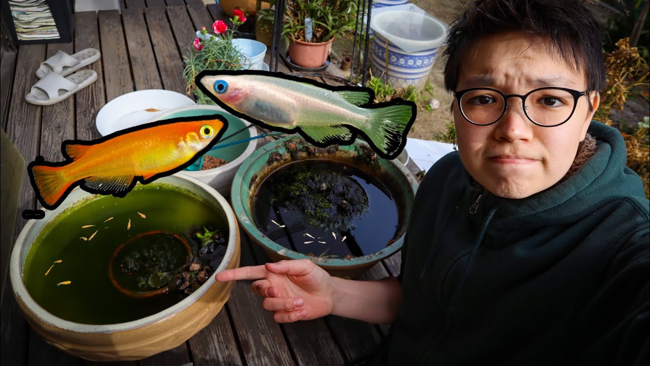 WHAT HAPPENED TO ALL OUR RICEFISH??