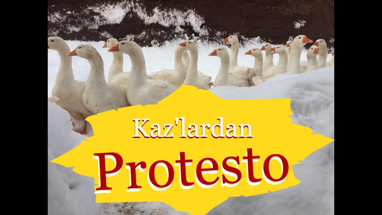 Kaz'lar Açlık Grevinde. Neden Böyle Oldu ?
