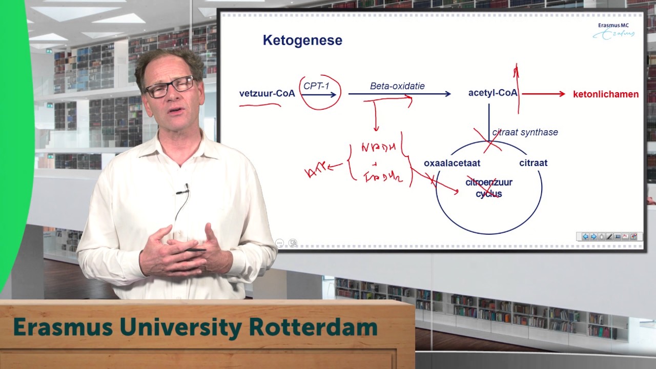 Intermediair metabolisme uitvergroot 4. Ketonlichamen