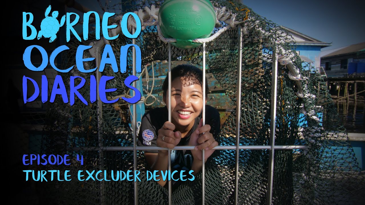Fisherman for the day - Turtle Excluder Devices [4K] | Borneo Ocean Diaries (S01E04) | SZtv