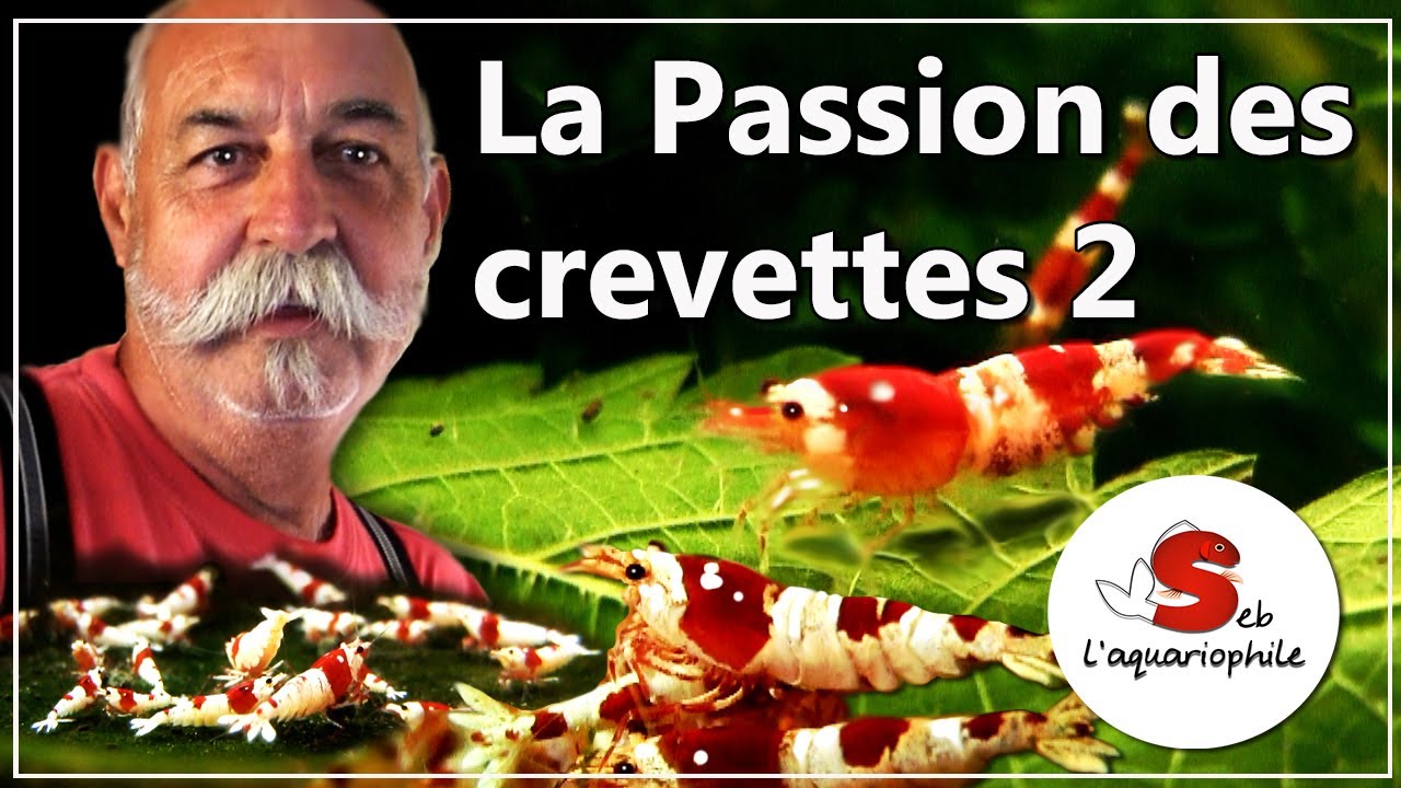 Présentation d'un élevage de crevettes d'aquarium par Jean Michel un grand passionné. épisode 2